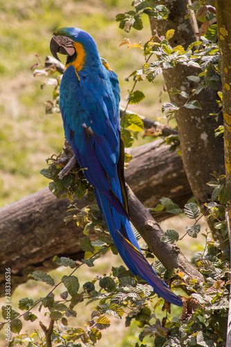 ara ararauna photo