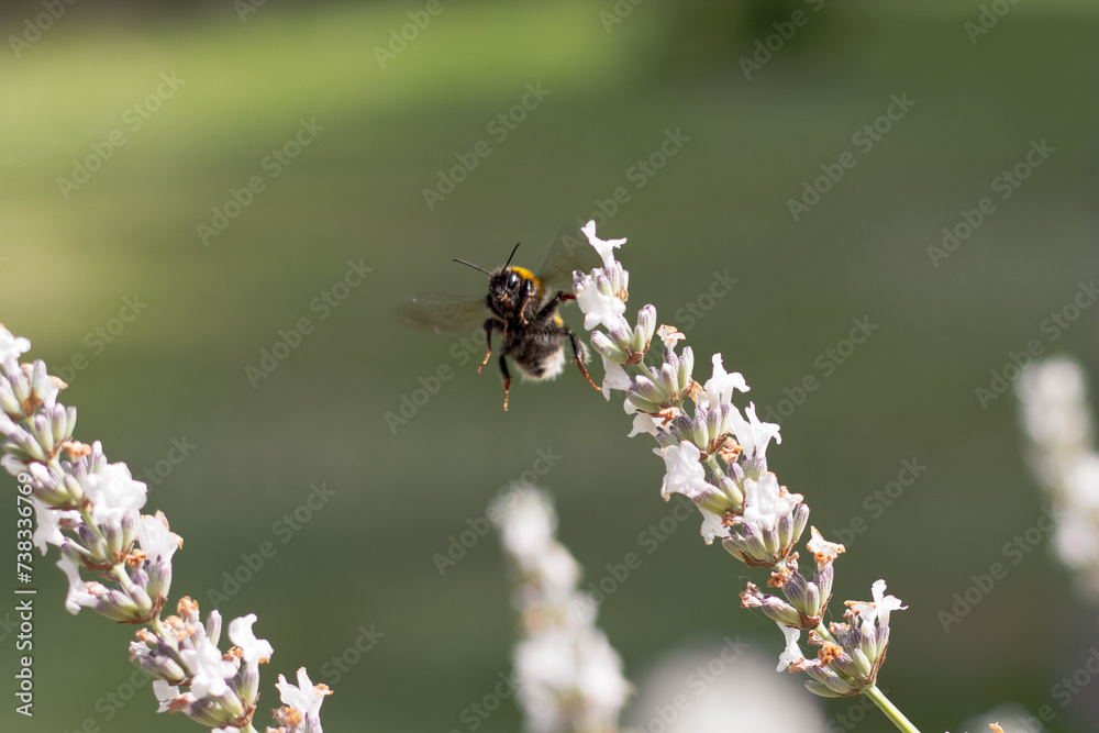 bourdon qui butine la lavande blanche bourdon qui butine la lavande blanche