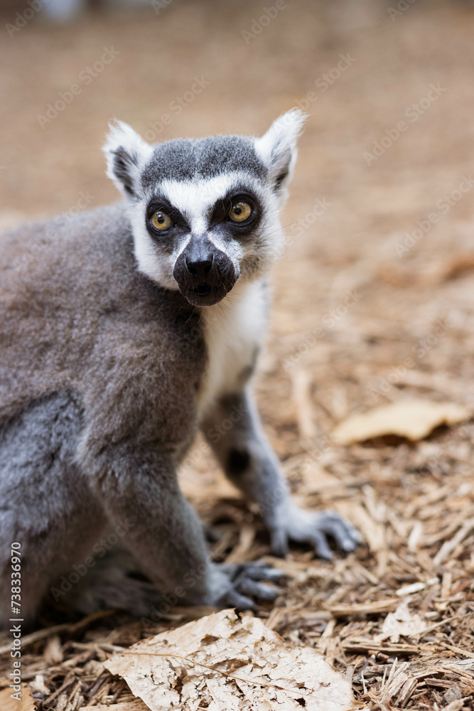 Fototapeta premium lemurien