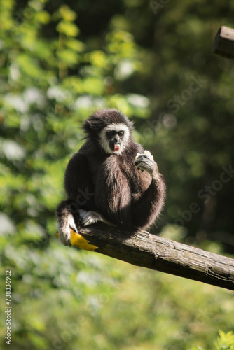 gibbon à main blanche qui mange © GLphotographies