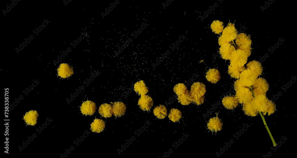 Mimosa flowers pattern, blooming Acacia Dealbata, isolated on white