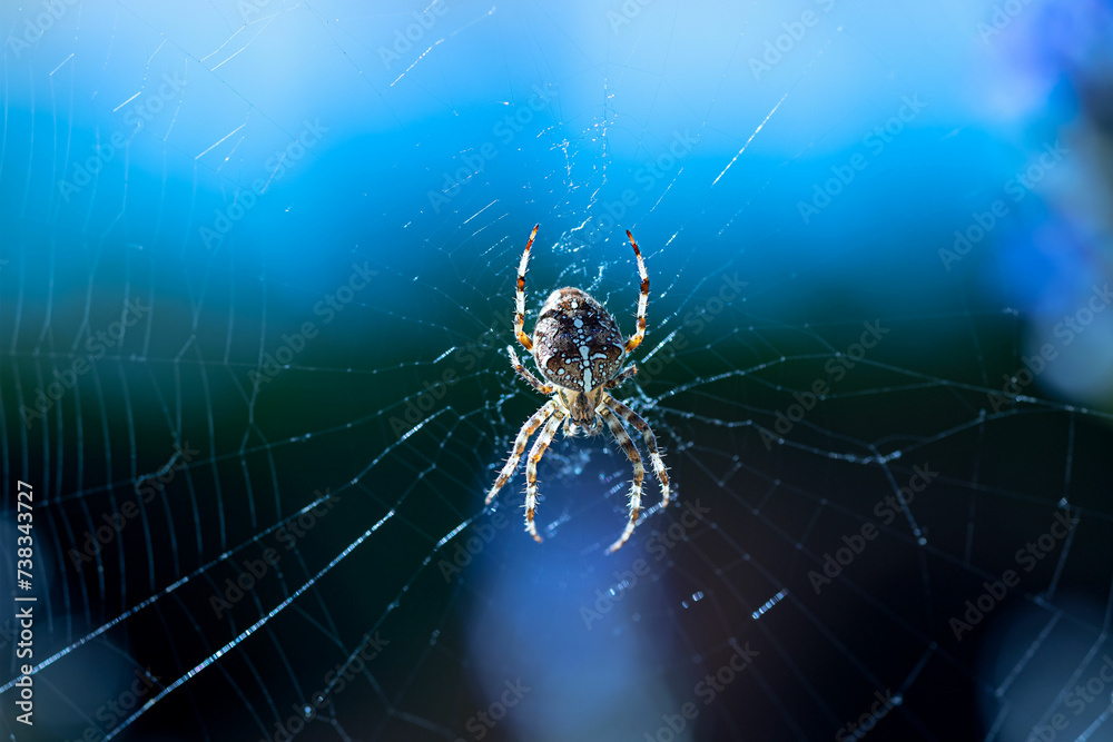 Macro shot of a European garden spider on a web, cross spider, Araneus diadematus