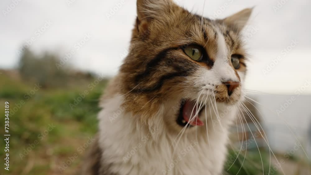 A striped and fluffy stray cat yawns against the backdrop of the sea, slowed down, close-up. A striped and fluffy stray cat yawns against the backdrop of the sea, slowed down, close-up.