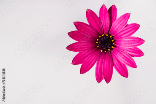 A cape marguerite with purple colours isolated on white. Daisy flower. Dimorphotheca ecklonis.