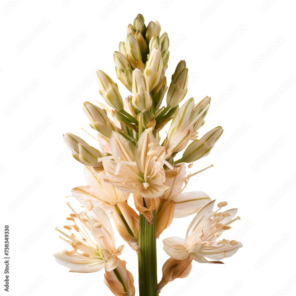 Obraz premium Asphodelus Asphodel, transparent background, isolated image, generative AI
