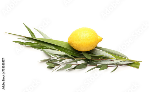 Four species (lulav, hadas, arava, etrog) as Sukkot festival symbols on white background photo