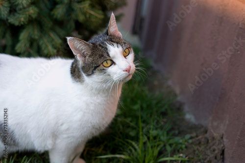 Tapety artystyczne cats