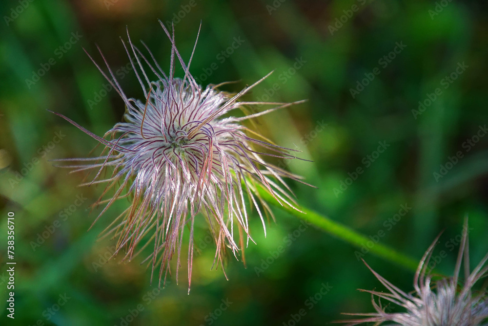 Pasque Flower is a species belonging to the buttercup family Ranunculaceae Pasque Flower is a species belonging to the buttercup family Ranunculaceae