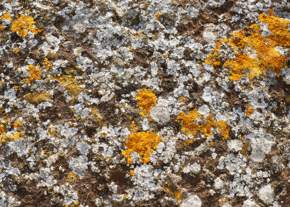 Orange and white lichen on brown wall. Nature background Orange and white lichen on brown wall. Nature background