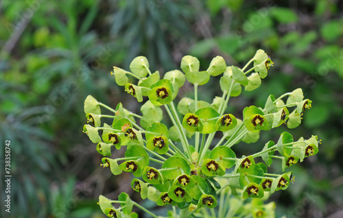 Fotografía Blooming Mediterranean or Albanian spurge (Euphorbia characia, Eurphorbiaceae)