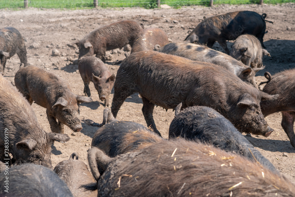 Pigs in the dirt at open farm, hot summer evening. Livestock agriculture, hilarious dirty hogs in ranch mud. Domestic pigs livestock at free range.