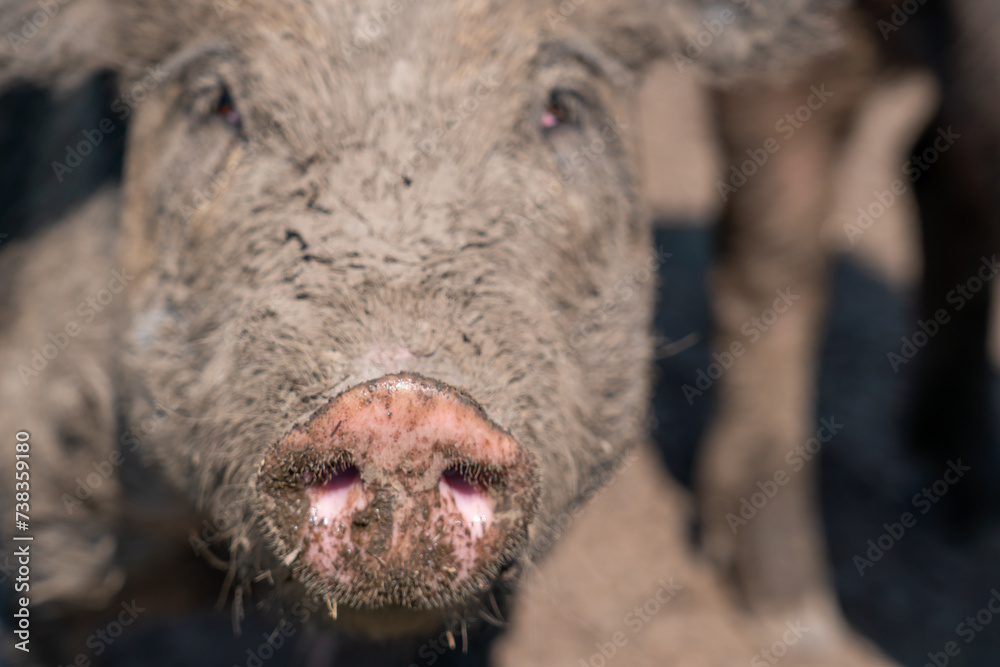 Cute and funny pig portrait, animal in the dirt at open farm, hot summer evening. Domestic pig livestock at free range. Livestock agriculture, environment, animal rights. Cute and funny pig portrait, animal in the dirt at open farm, hot summer evening. Domestic pig livestock at free range. Livestock agriculture, environment, animal rights.