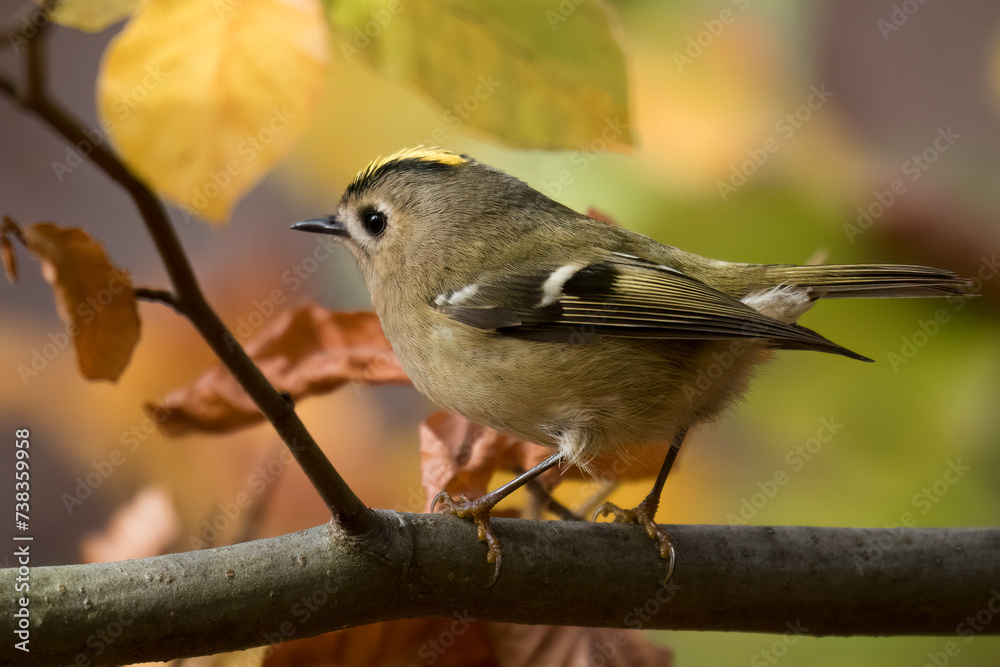 Obraz premium Goldcrest bird sitting on a twig, Regulus regulus, bird with a yellow stripe on its head, smallest bird in Europe, tiny, fast and agile bird with a yellow crest