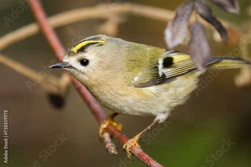 Goldcrest bird sitting on a twig, Regulus regulus, bird with a yellow stripe on its head, smallest bird in Europe, tiny, fast and agile bird with a yellow crest