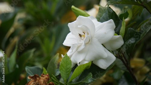 Gardenia jasminoides (gardenia, cape jasmine, Kacapiring wangi, cepiring, jempiring). Gardenia flowers can be eaten raw, pickled, or preserved in honey photo