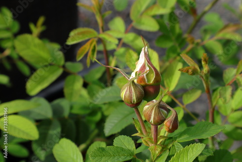 Martin Frobischer rose flower buds. Growth in the summer. photo