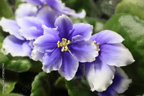 A variety of violet flowers.