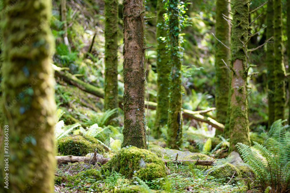 Dense humid forest near Torc Waterfall, one of most popular tourist attractions in Ireland, located in woodland of Killarney National Park. Ring of Kerry tourist route, Ireland. Dense humid forest near Torc Waterfall, one of most popular tourist attractions in Ireland, located in woodland of Killarney National Park. Ring of Kerry tourist route, Ireland.