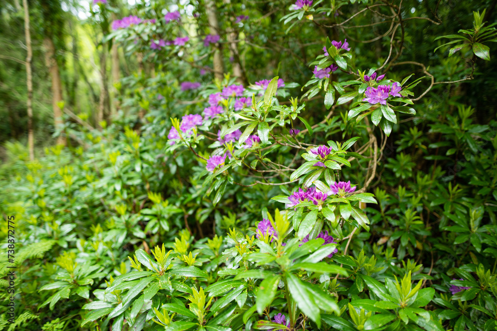 Azalea bushes blossoming on a banks on Muckross Lake, also called Middle Lake or The Torc, located in Killarney National Park, County Kerry, Ireland. Azalea bushes blossoming on a banks on Muckross Lake, also called Middle Lake or The Torc, located in Killarney National Park, County Kerry, Ireland.
