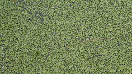 Lemna minor (Mata Lele, thallus, common duckweed, lesser duckweed). Lemna minor is very suitable for bioethanol production © Mang Kelin