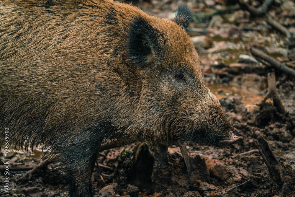 wild boar in mud, forest, germany wild boar in mud, forest, germany