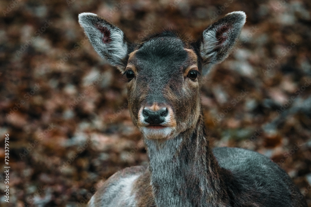 Fototapeta premium deer in the woods in Autumn