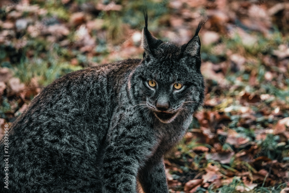 black, grey lynx in the forest, autumn forest