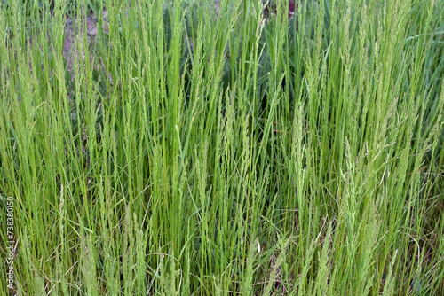 In the meadow among grasses grows ryegrass (Arrhenatherum elatius). photo