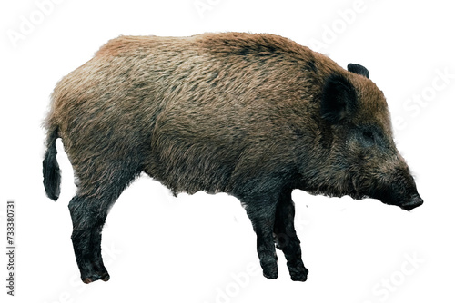 Fotografie Wild boar on transparent background, sticker, png