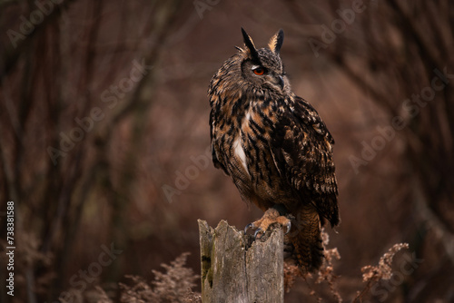 Eurasian Eagle-Owl portrait
