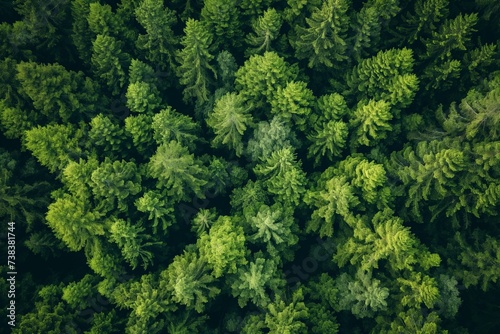 Aerial view of a dense forest. Many pine trees