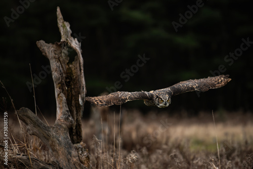 Great Horned Owl in Flight