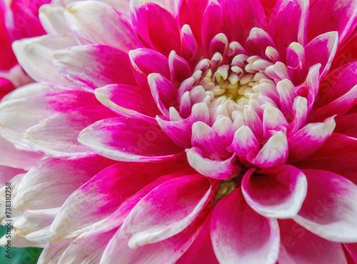 Pink Dahlia Flower Macro Photography