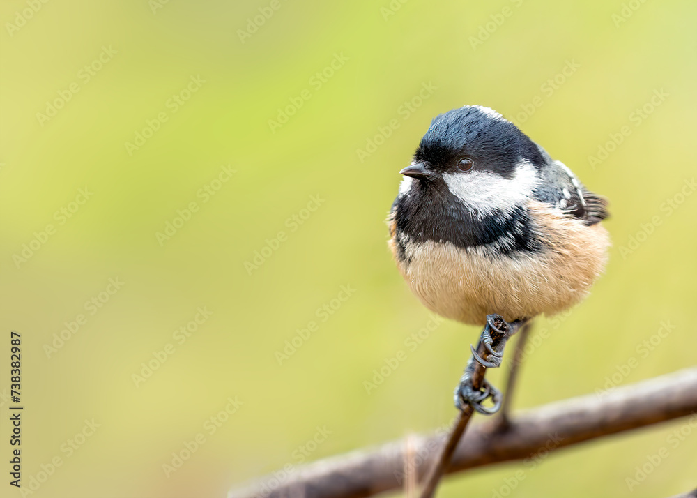 Obraz premium Periparus ater (Coal Tit) - A Tiny Jewel in El Retiro's Crown