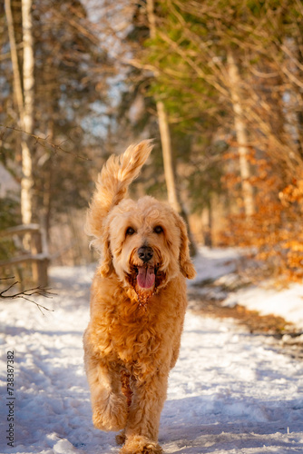 Labradoodle in winter landscape, cute dog