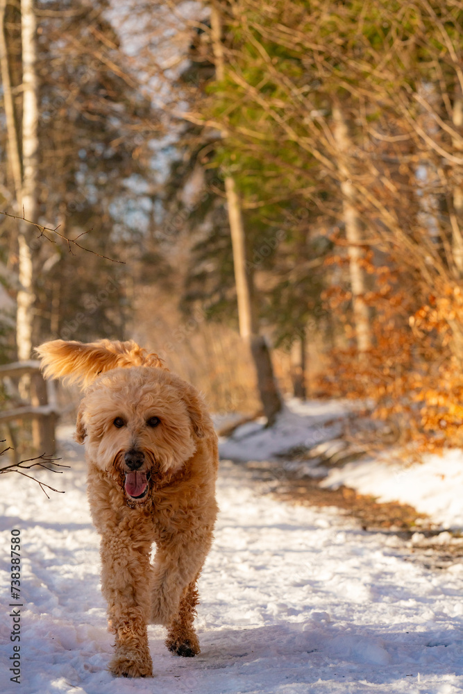 Labradoodle in winter landscape, cute dog