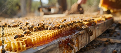 Preparing to extract honey from a division board hive. photo