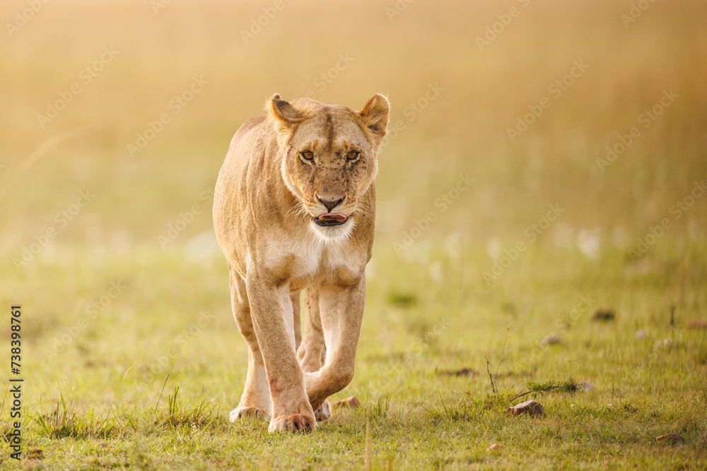 Löwe Löwe