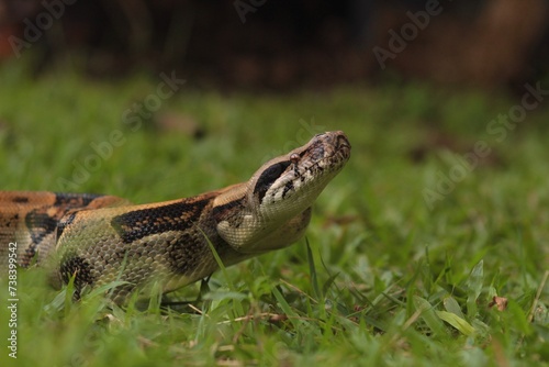 snake silvester animals wild portrait