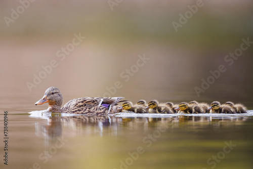 Entenfamilie