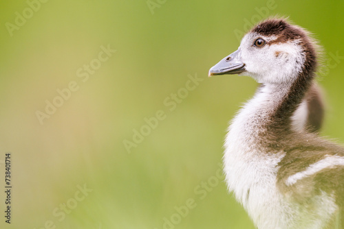 Nilgans