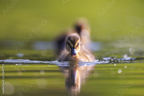 Ente
