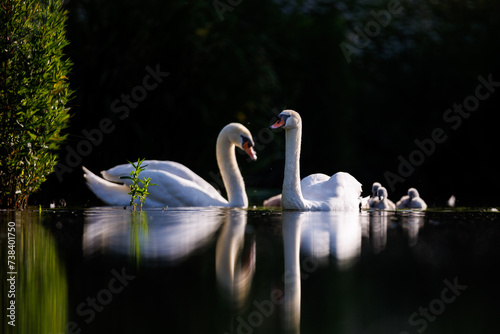 Schwan