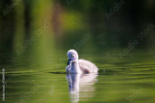 Schwan