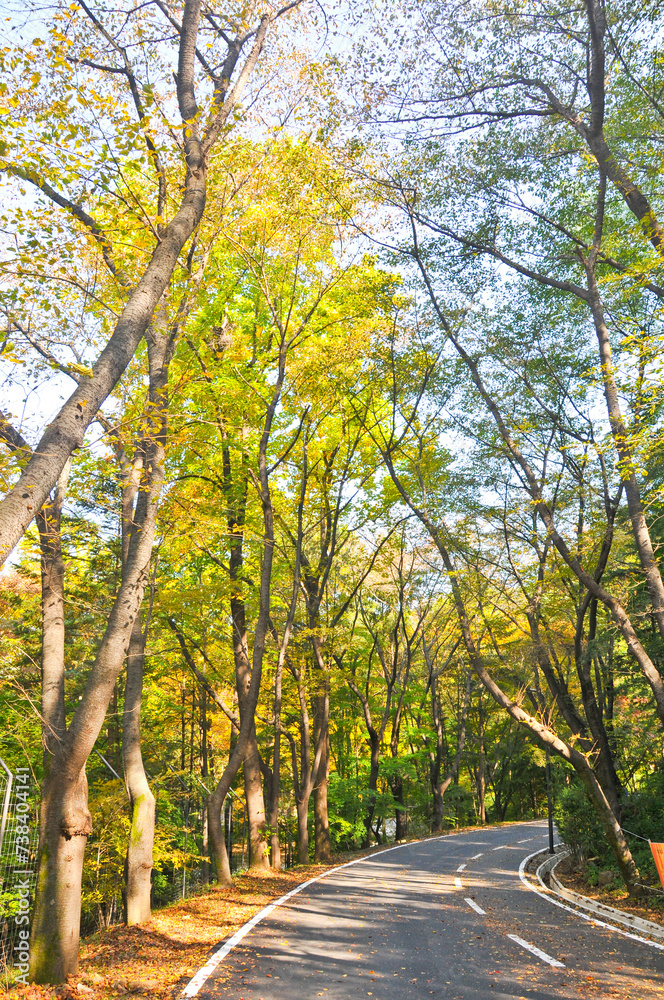 Autumn green lush forest trees with small road walkway in the morning in Seoul, South Korea Autumn green lush forest trees with small road walkway in the morning in Seoul, South Korea
