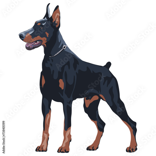 Vector black dog Doberman Pinscher breed standing