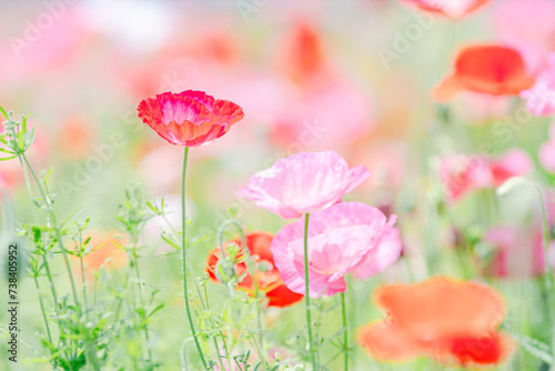 可愛いポピーの花畑 © yslab02
