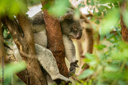 sleeping koala