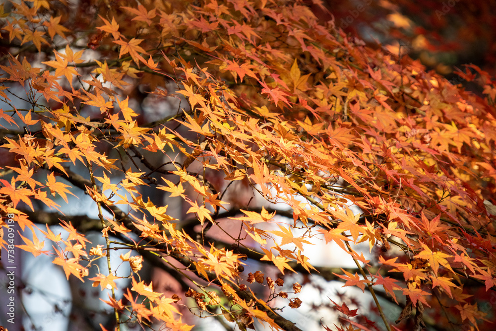 Fototapeta premium Beautiful maple leave in the autumn session