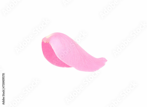 One pink rose petal isolated on white